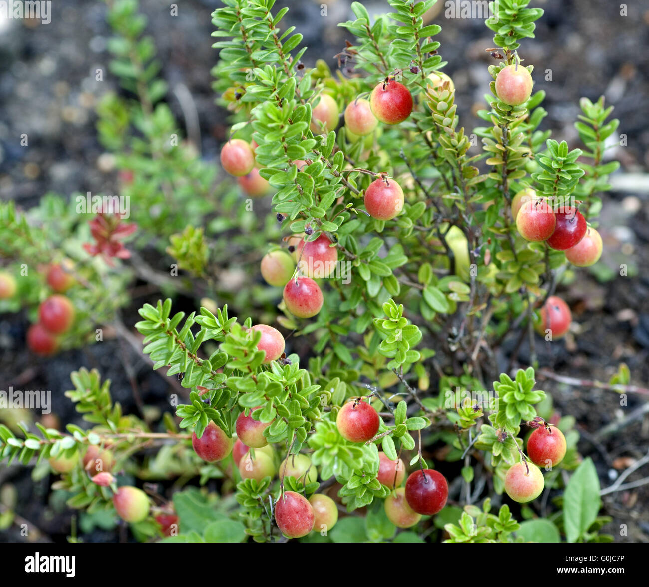 American cranberry bush hires stock photography and images Alamy