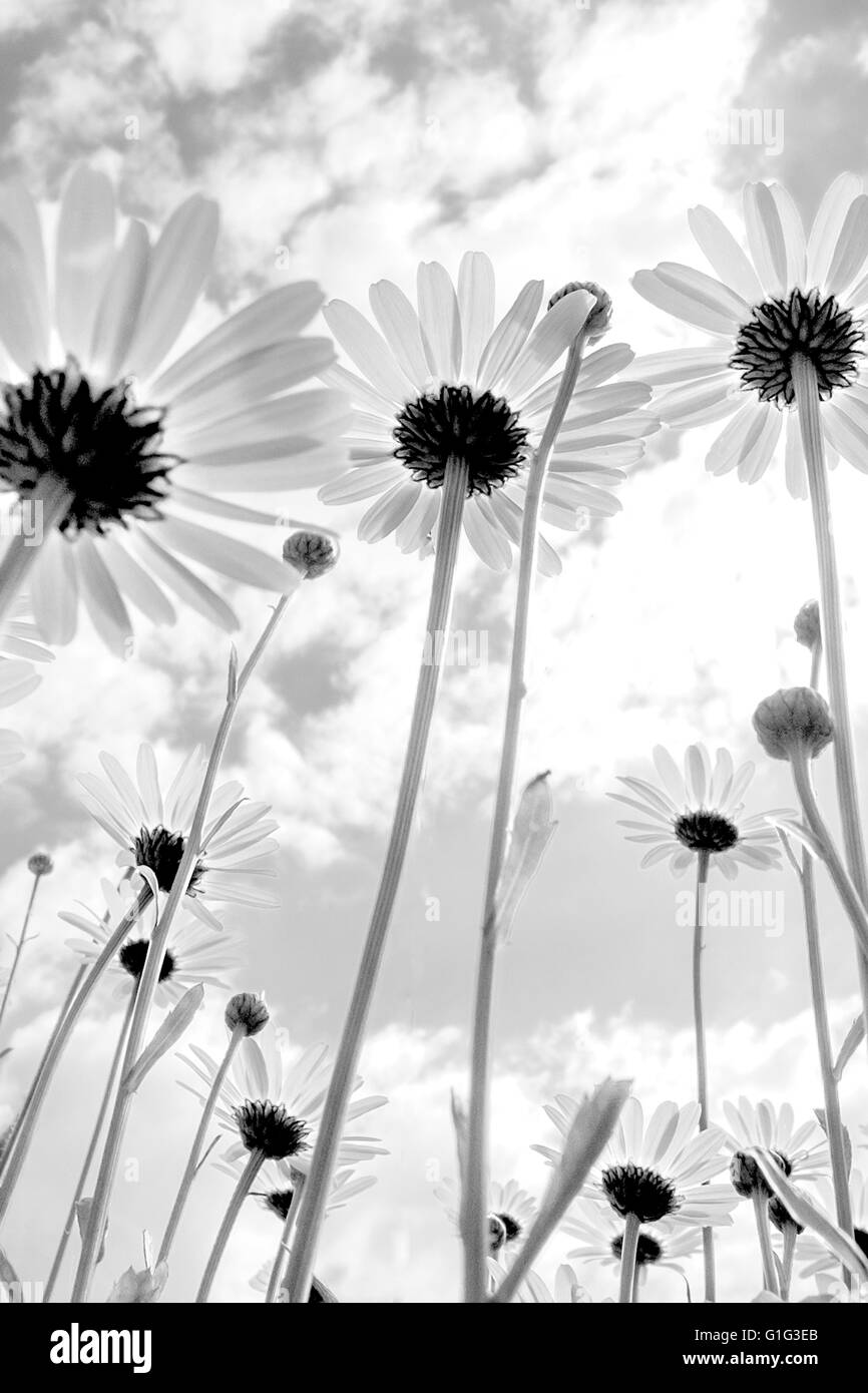 Outdoor yellow flowers Black and White Stock Photos & Images Alamy