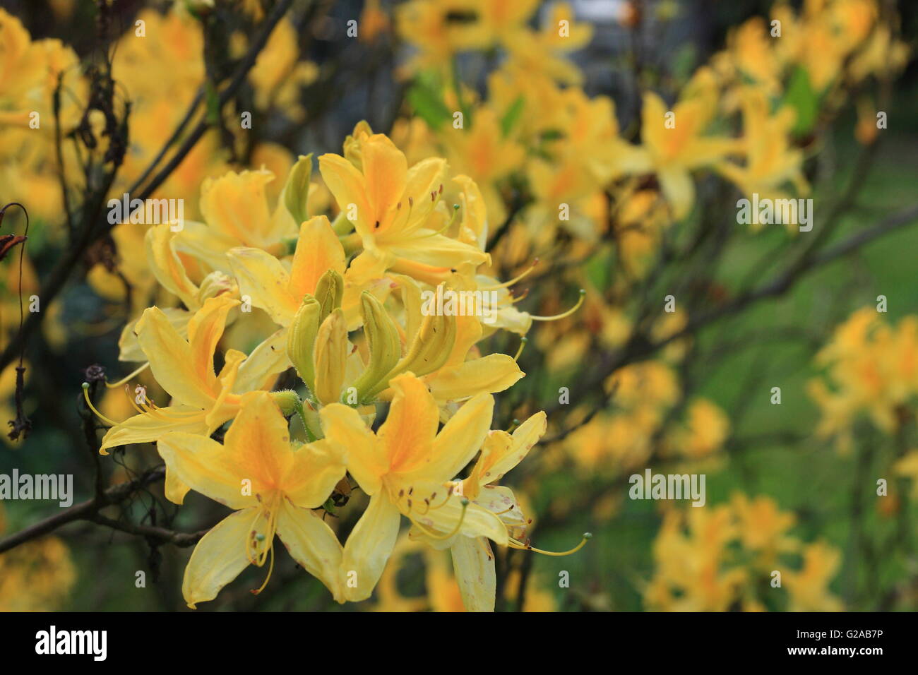 Yellow Azalea flowers Stock Photo Alamy