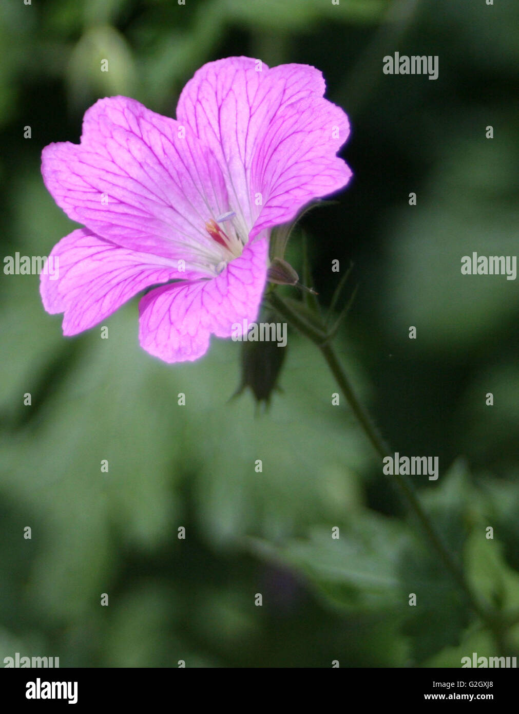 Geranium seed packet hires stock photography and images Alamy