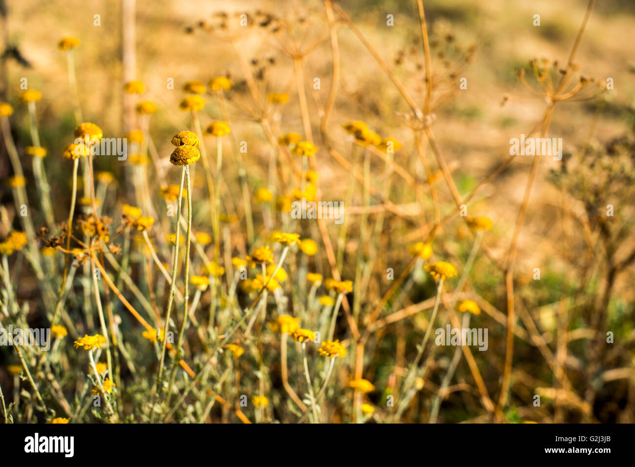 Dried Wildflowers in Field Stock Photo Alamy