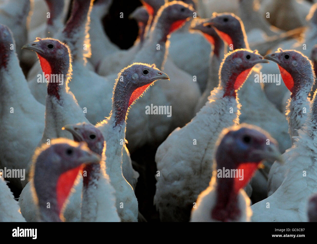 Turkey farm Stock Photo Alamy