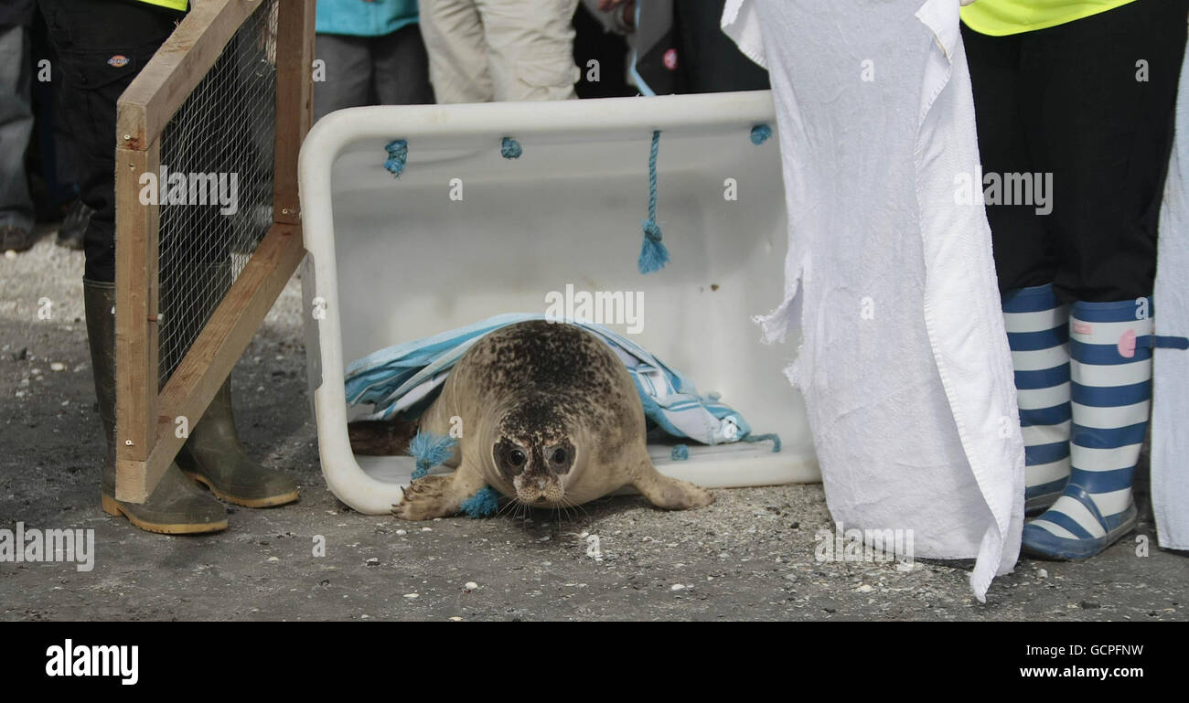 Bull island dublin seals hires stock photography and images Alamy
