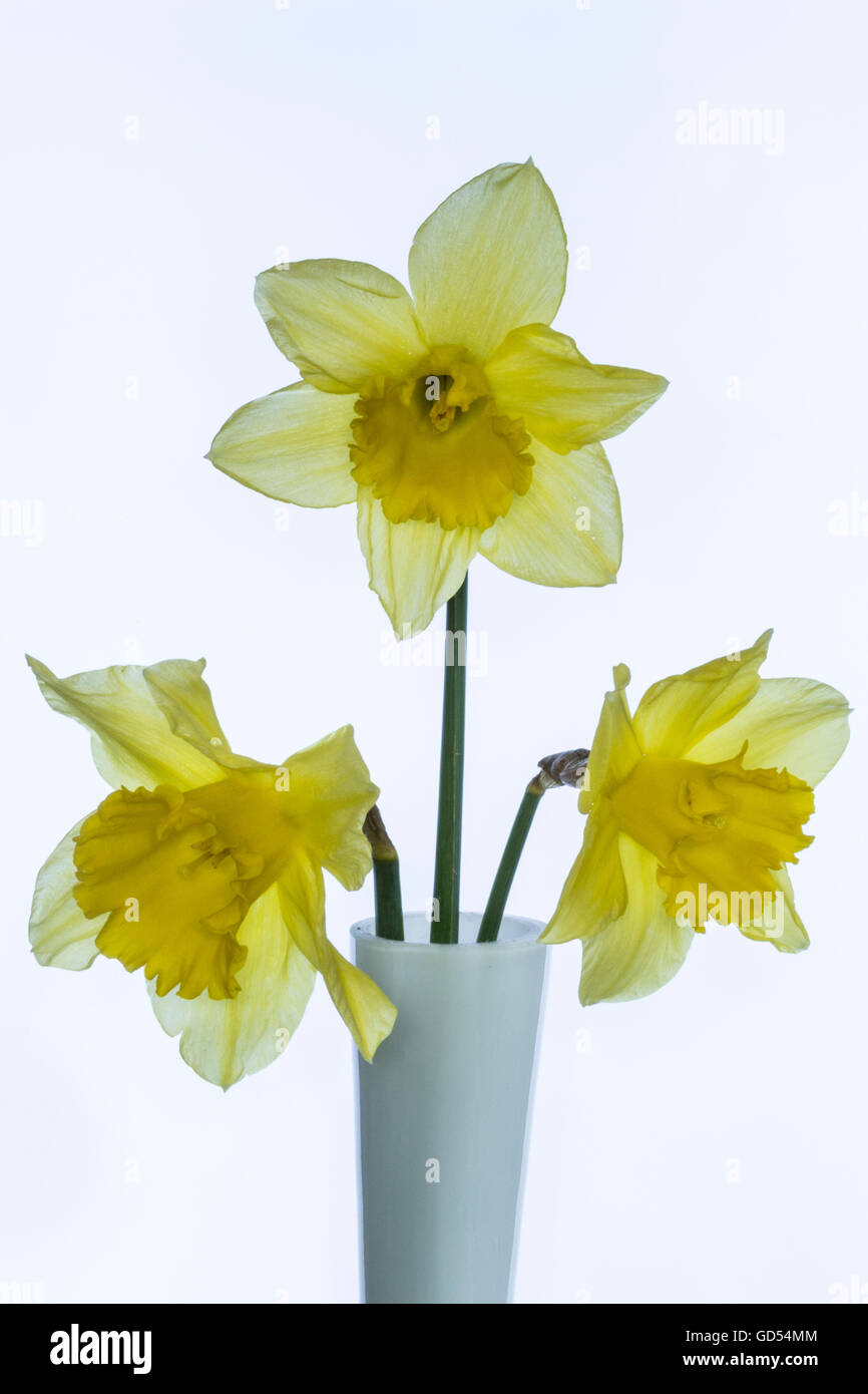 National symbol of wales hires stock photography and images Alamy