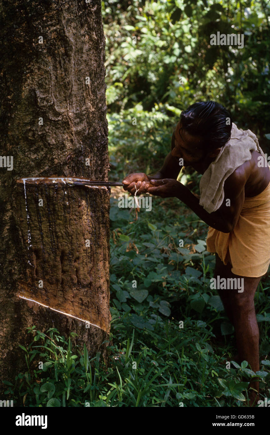 Tapping rubber Stock Photo Alamy