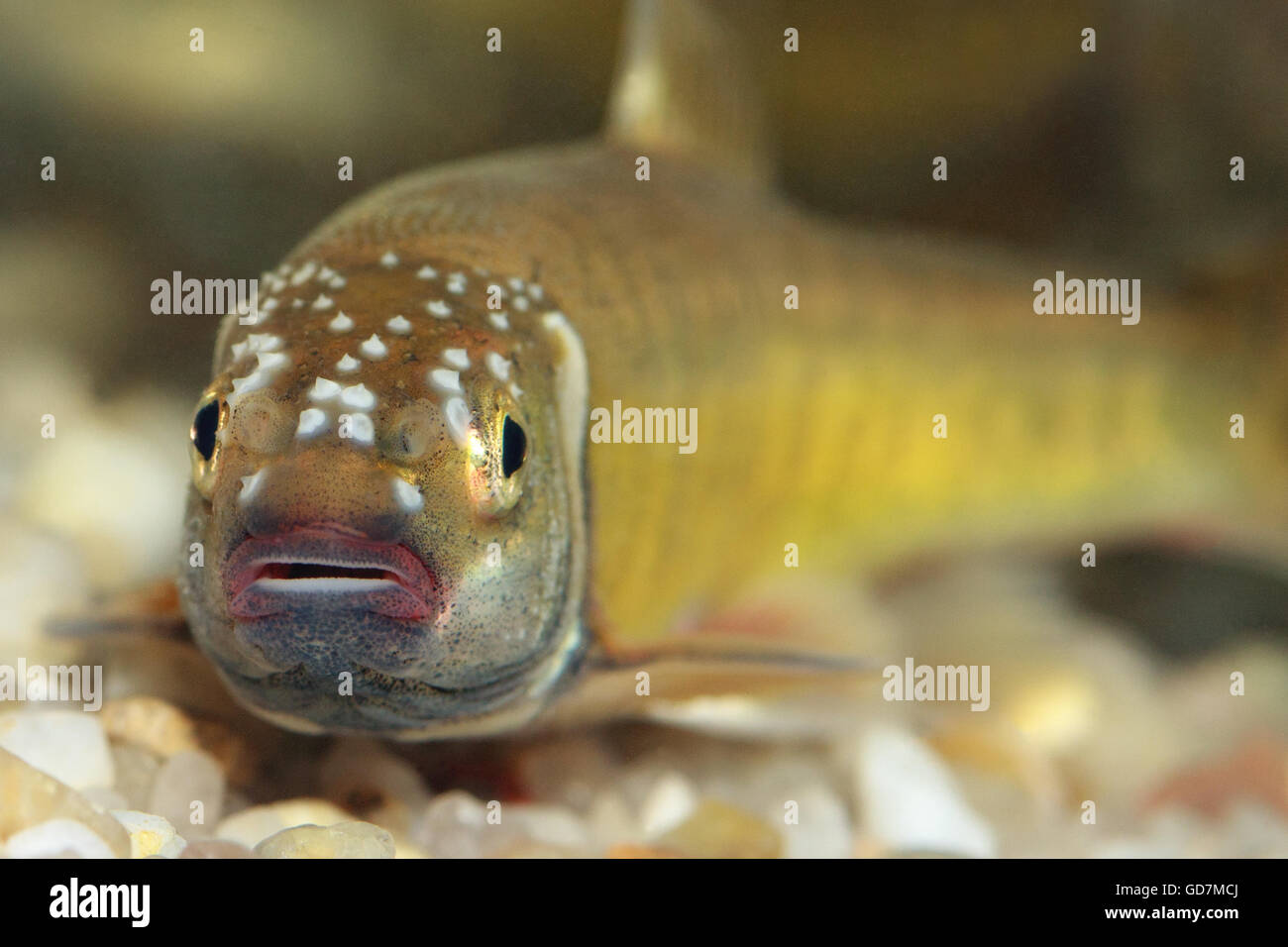 Common minnow hires stock photography and images Alamy