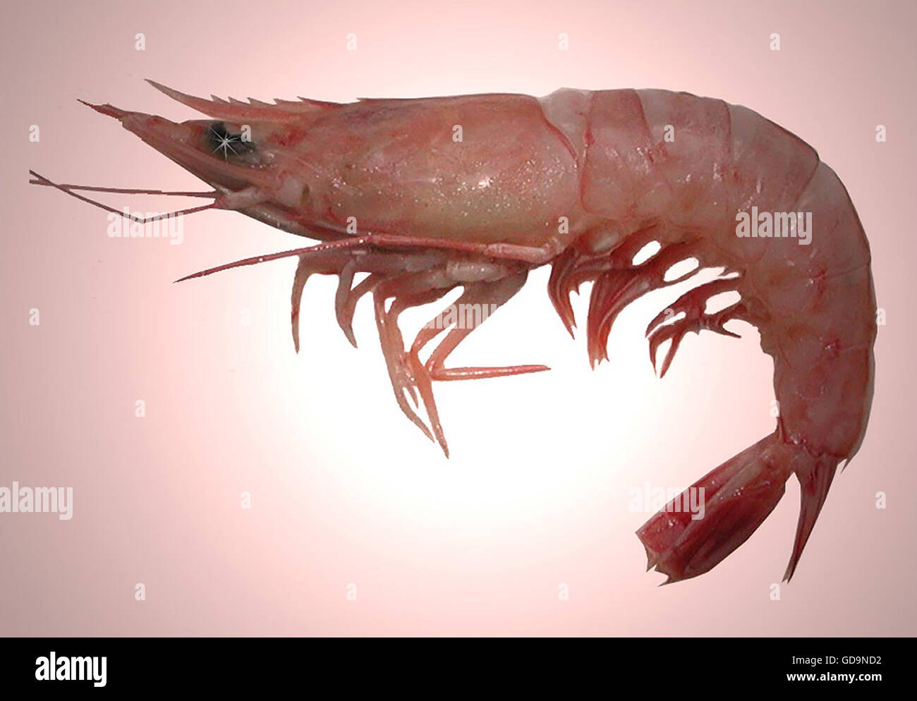 Jumbo Prawn Stock Photos & Jumbo Prawn Stock Images Alamy