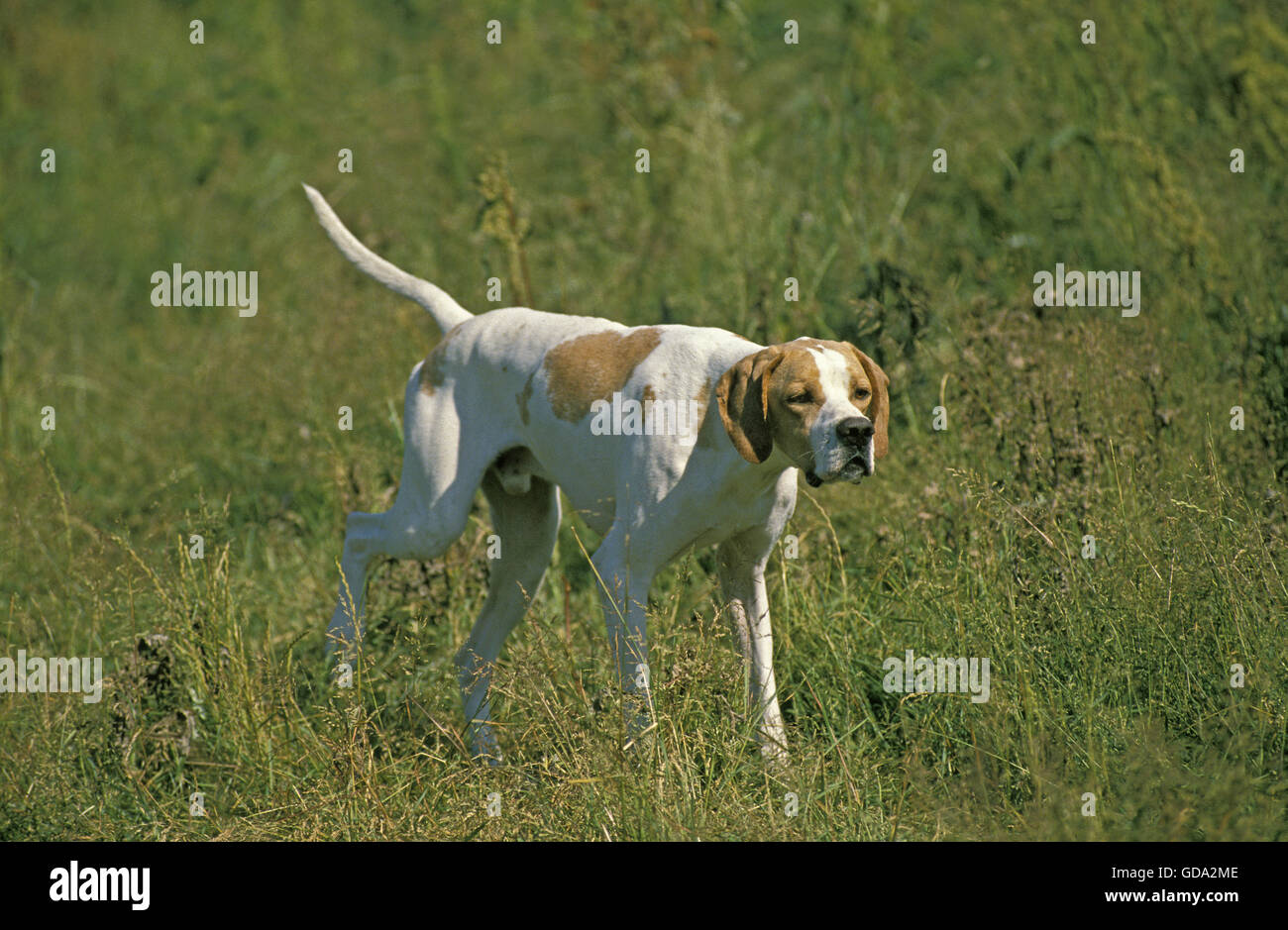 English pointer hires stock photography and images Alamy