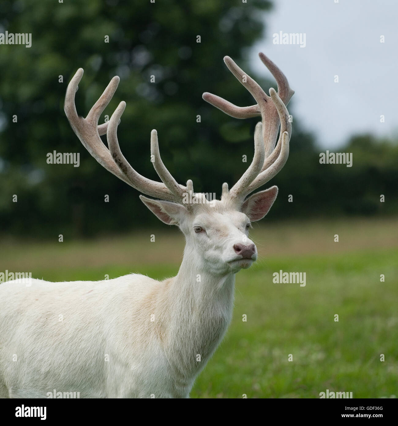 White stag hires stock photography and images Alamy