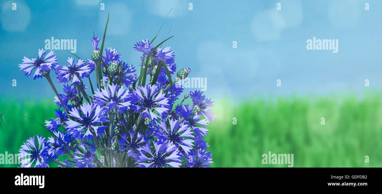blue background with cornflower Stock Photo Alamy