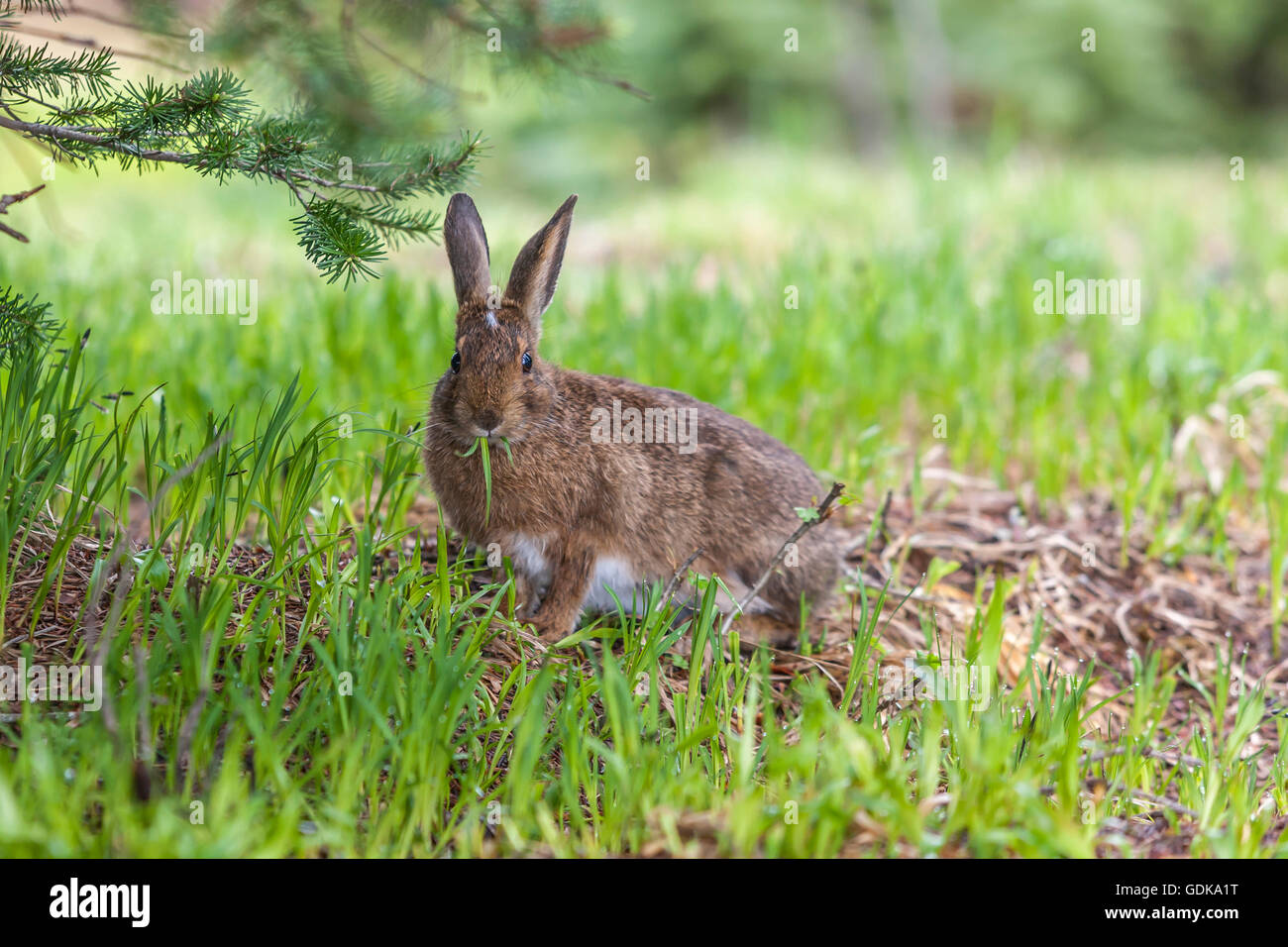 Snowshoe hare eats grass Stock Photo Alamy