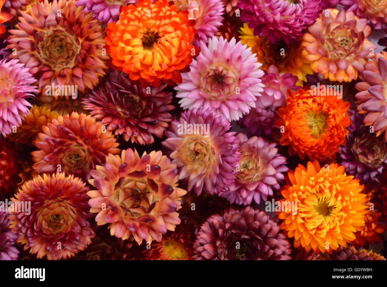 Everlasting flower background Stock Photo Alamy