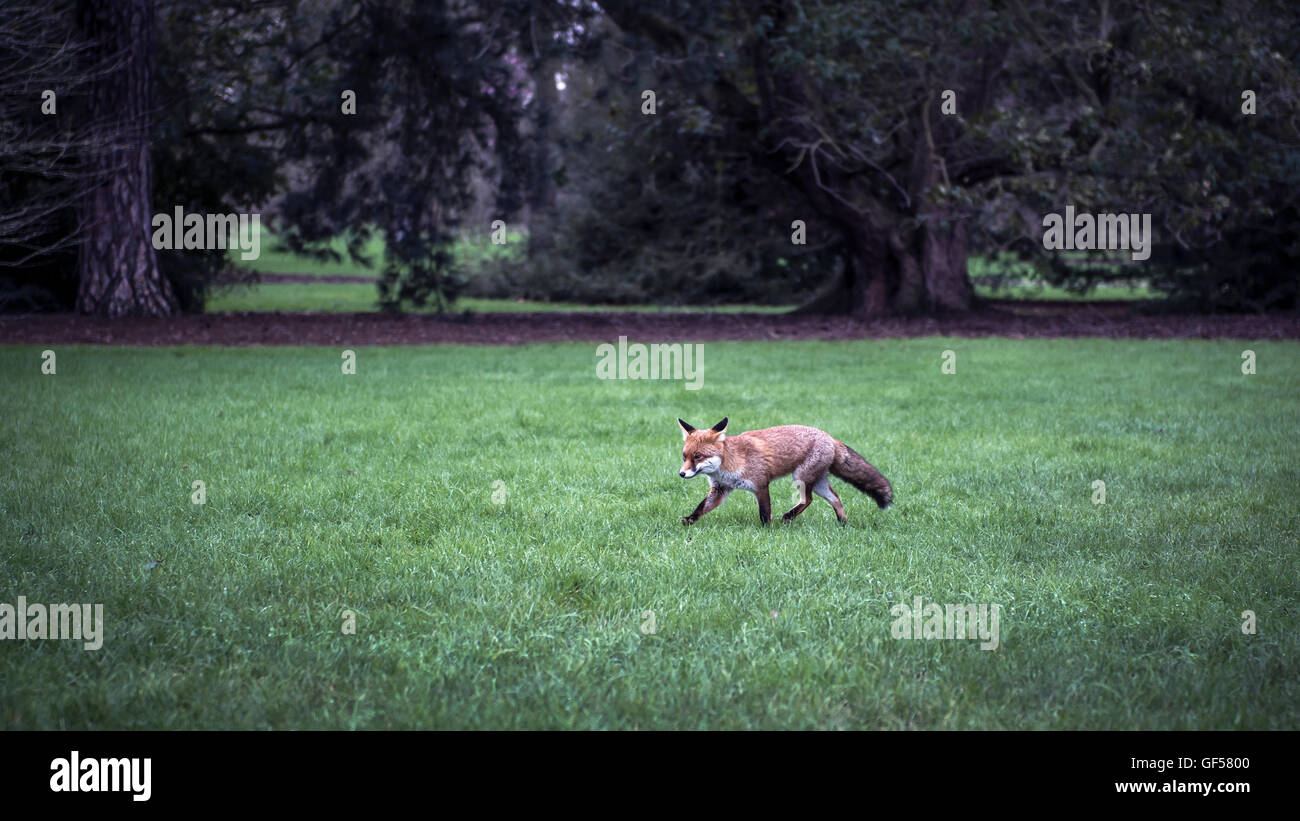Ginger fox hires stock photography and images Alamy