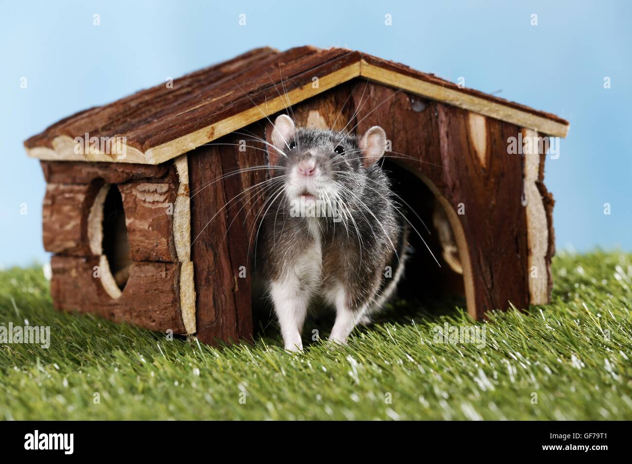 House rat hires stock photography and images Alamy