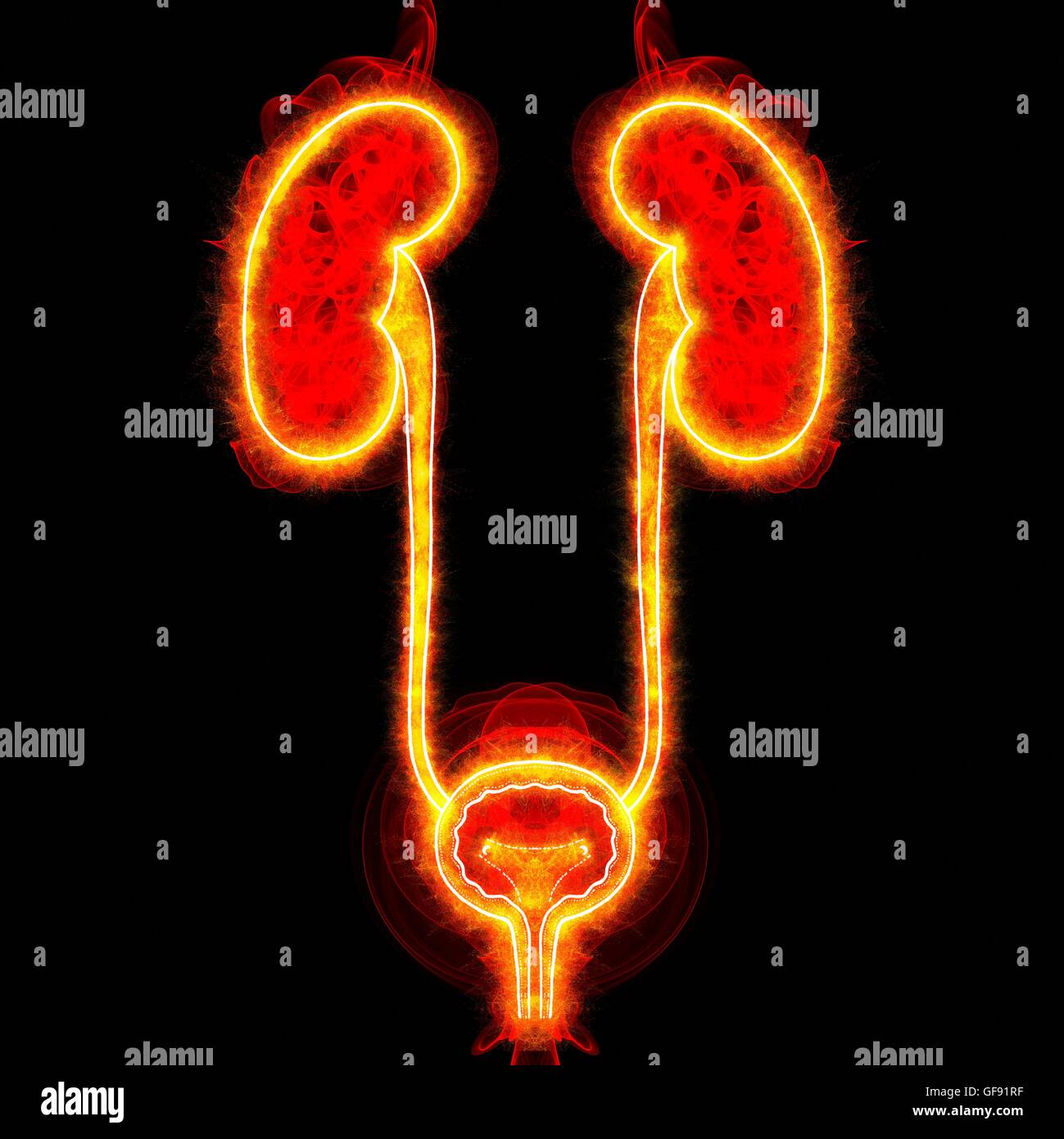 Human urinary system, illustration Stock Photo Alamy