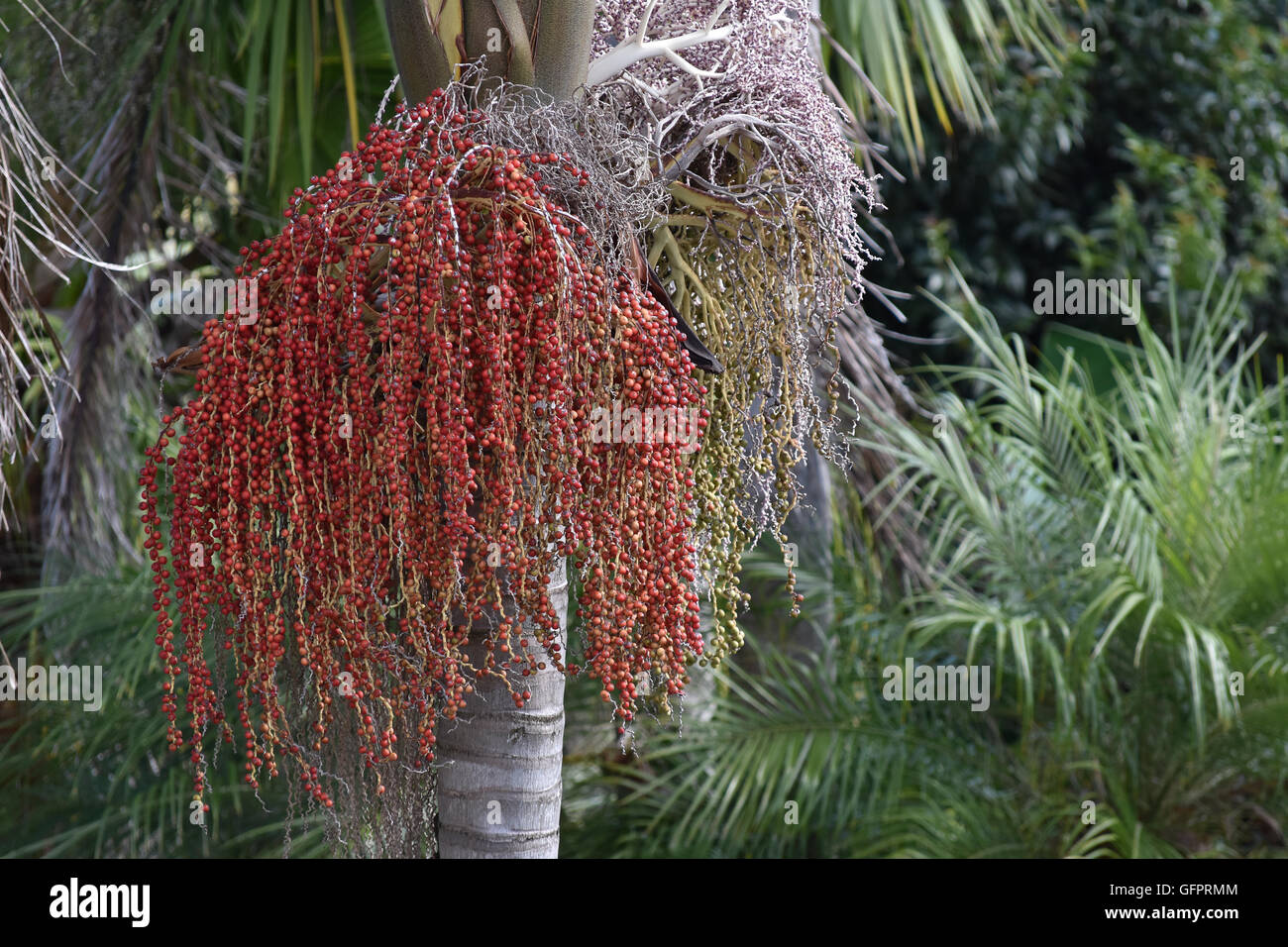 Red palm tree fruit hires stock photography and images Alamy