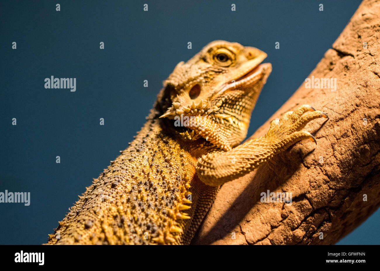Lizards crawling tree Stock Photo Alamy