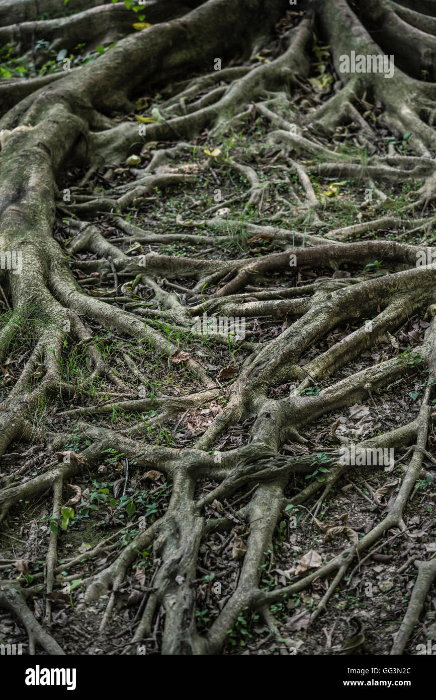 tree root vertical Stock Photo Alamy