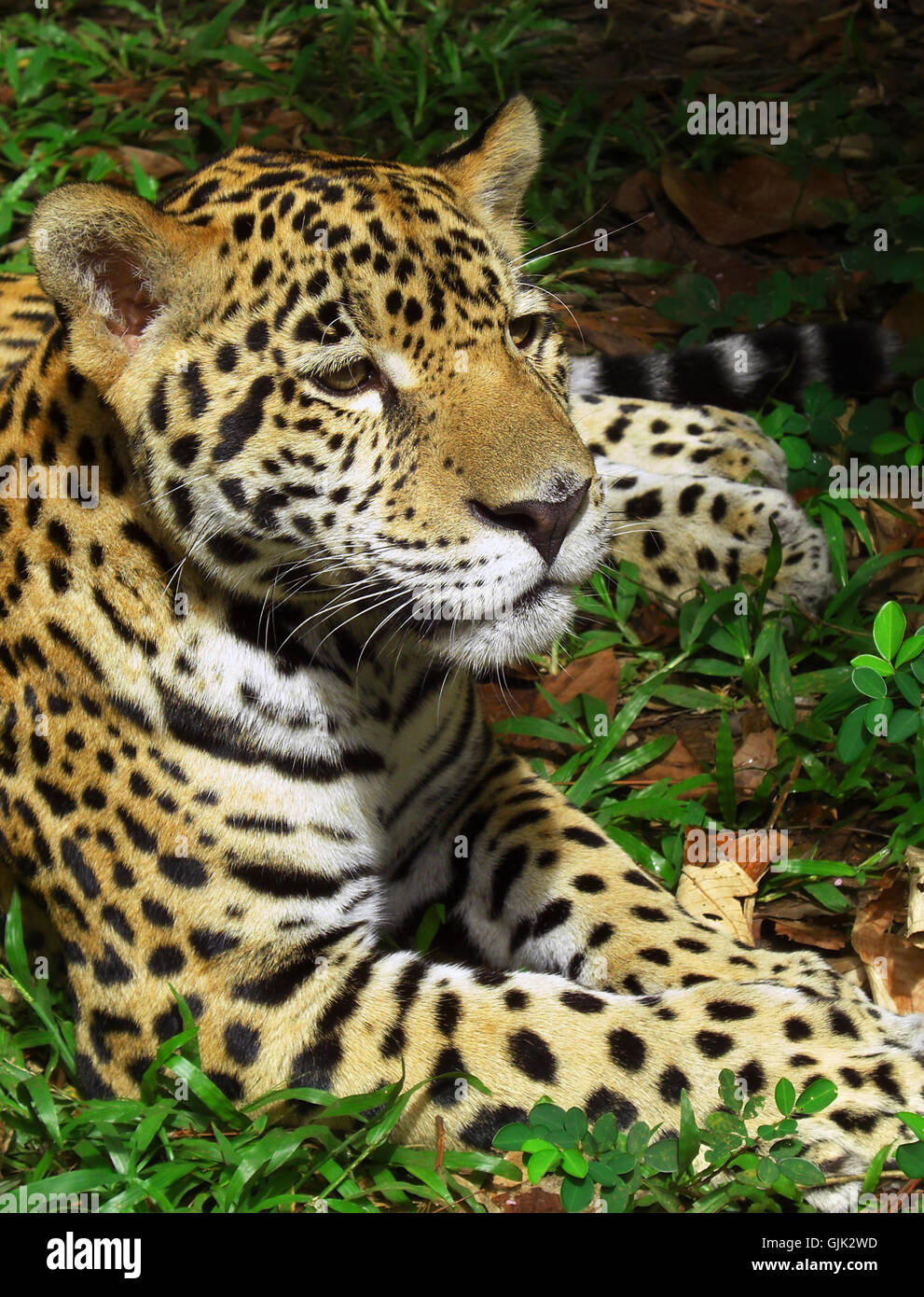 Jaguar skin hires stock photography and images Alamy