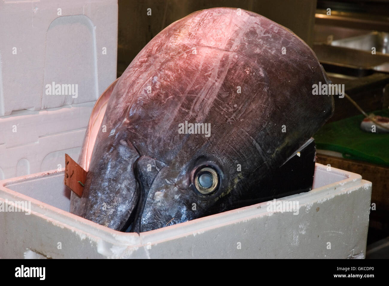 Tuna head hires stock photography and images Alamy
