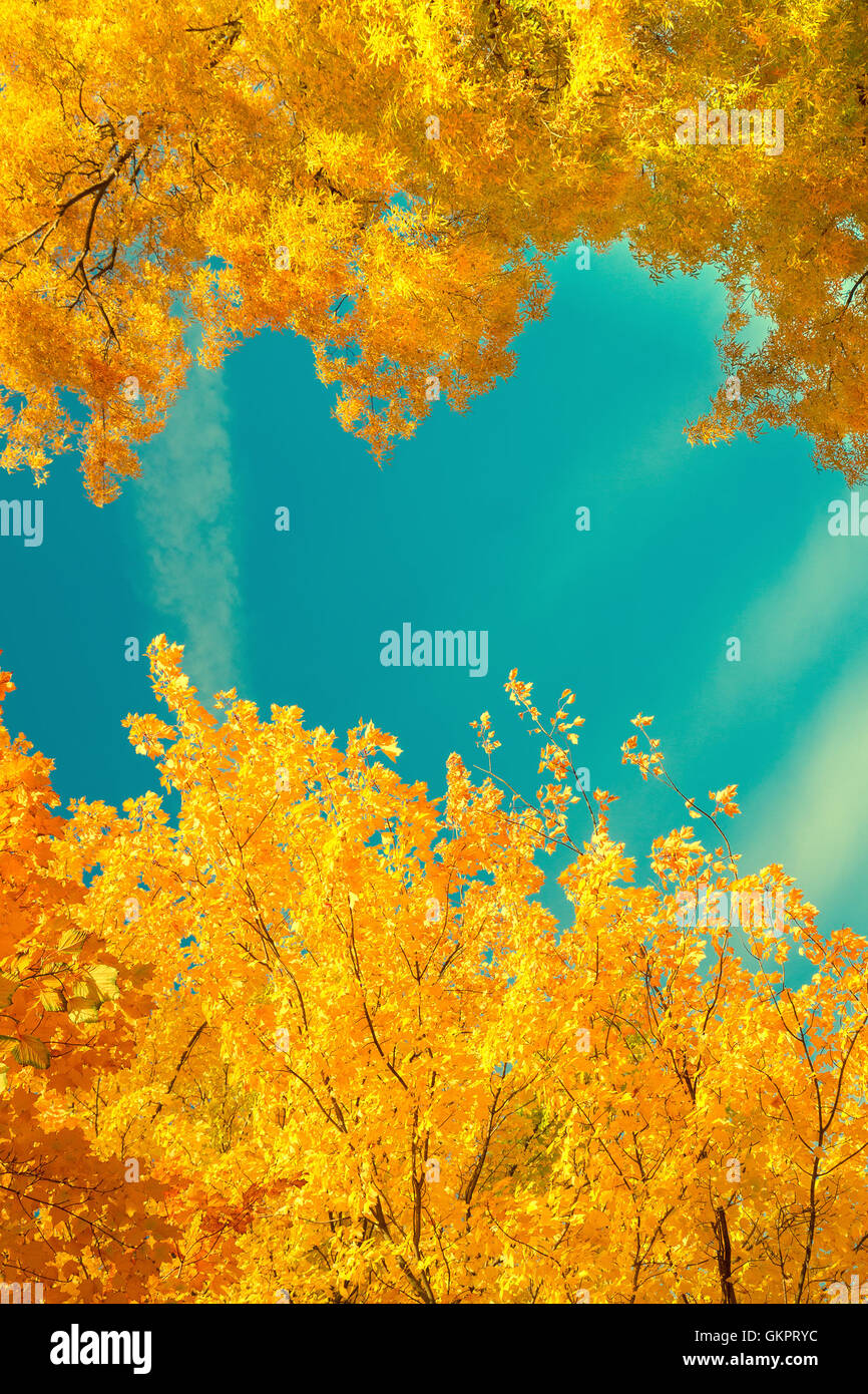 Vibrant fall foliage Stock Photo Alamy