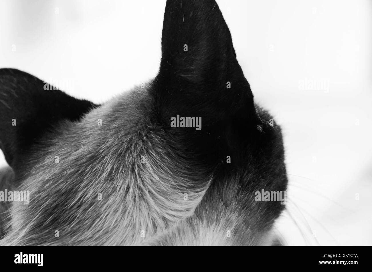 Animal ear Black and White Stock Photos & Images Alamy