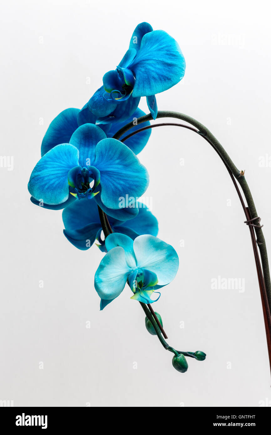 Blue orchid flower hires stock photography and images Alamy