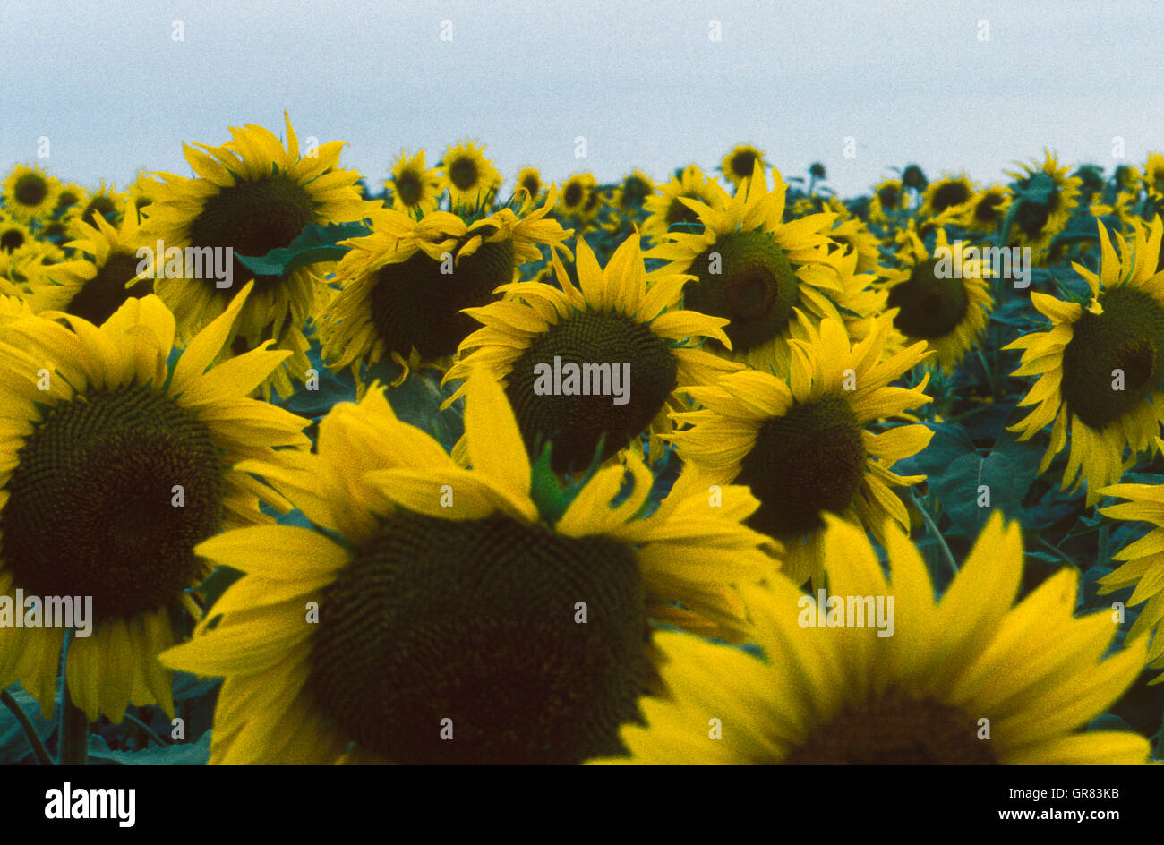 Biofuel field yellow environment hires stock photography and images