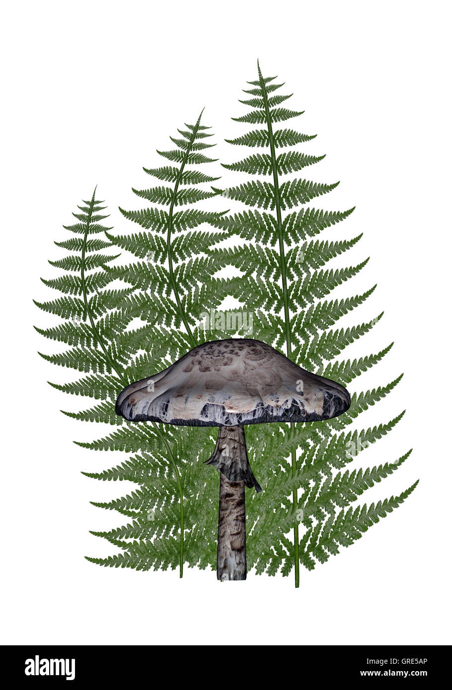 3d digital render green fern hires stock photography and images Alamy