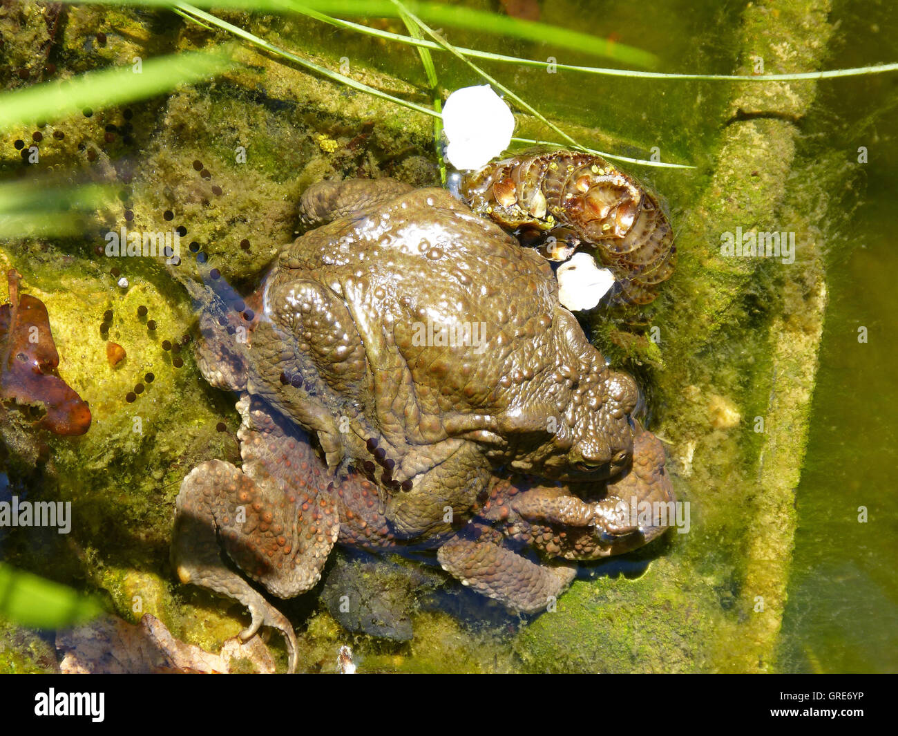 Toads In Mating, Frog Spawn Stock Photo Alamy