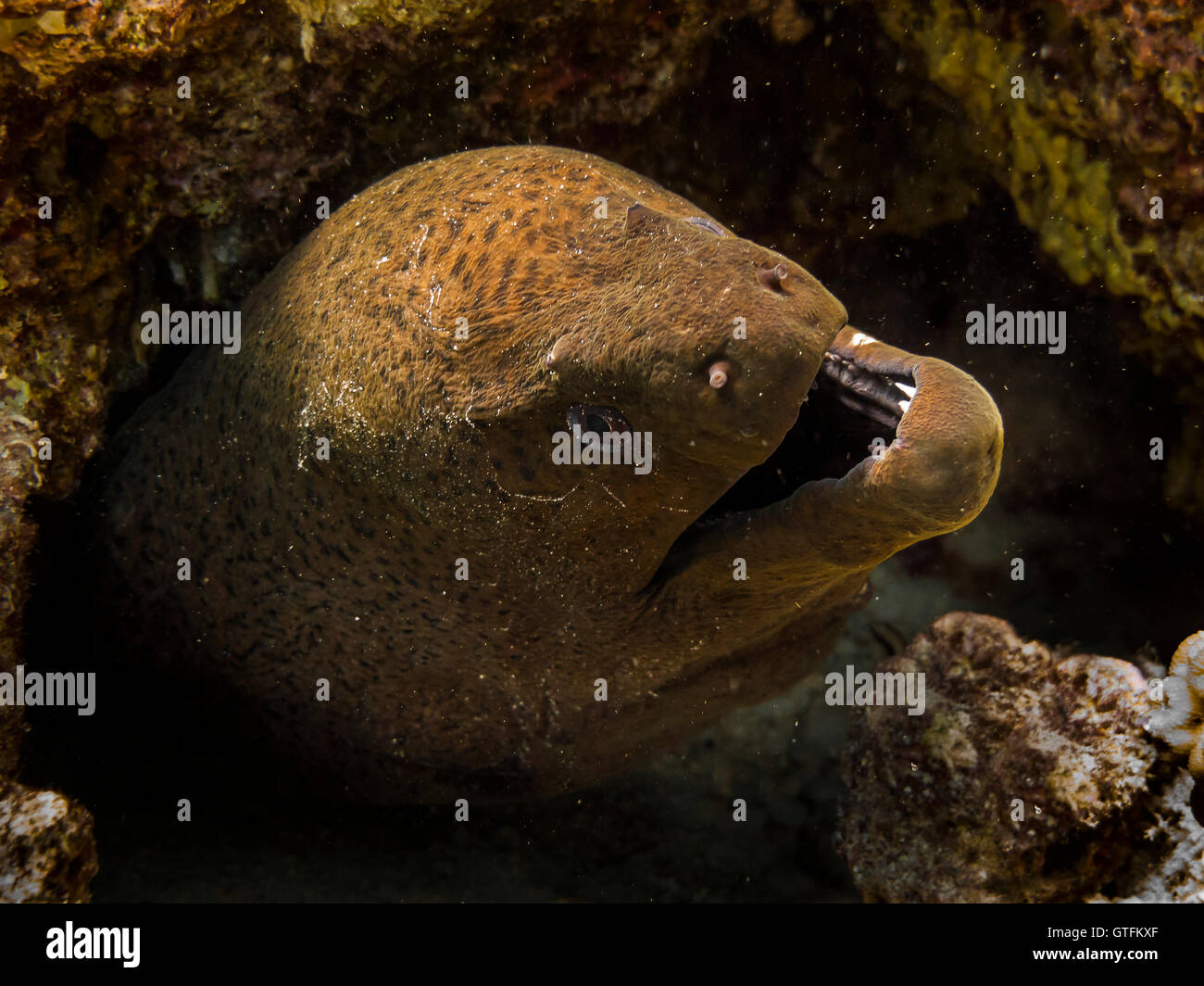 Moray eel teeth hires stock photography and images Alamy
