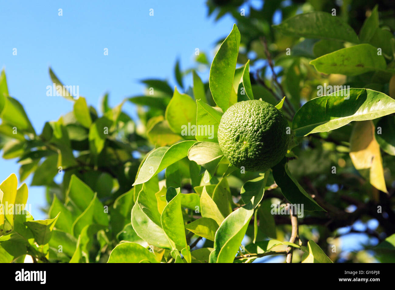 Wild Orange Tree Stock Photo Alamy