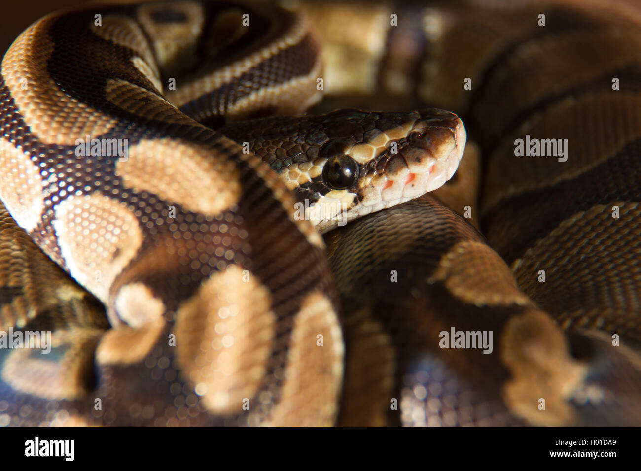Ball python closeup Stock Photo Alamy