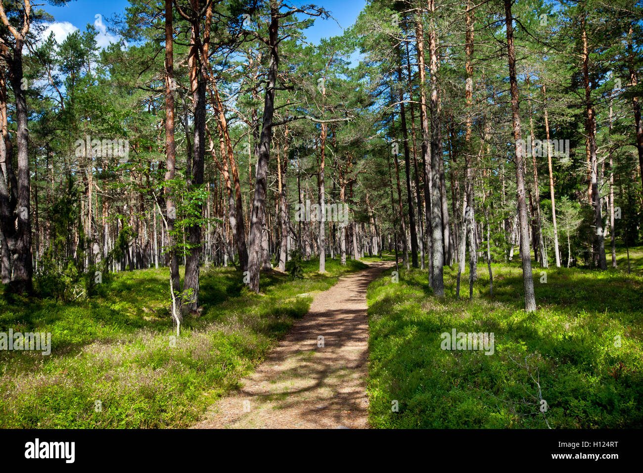 Pine forest road Stock Photo Alamy