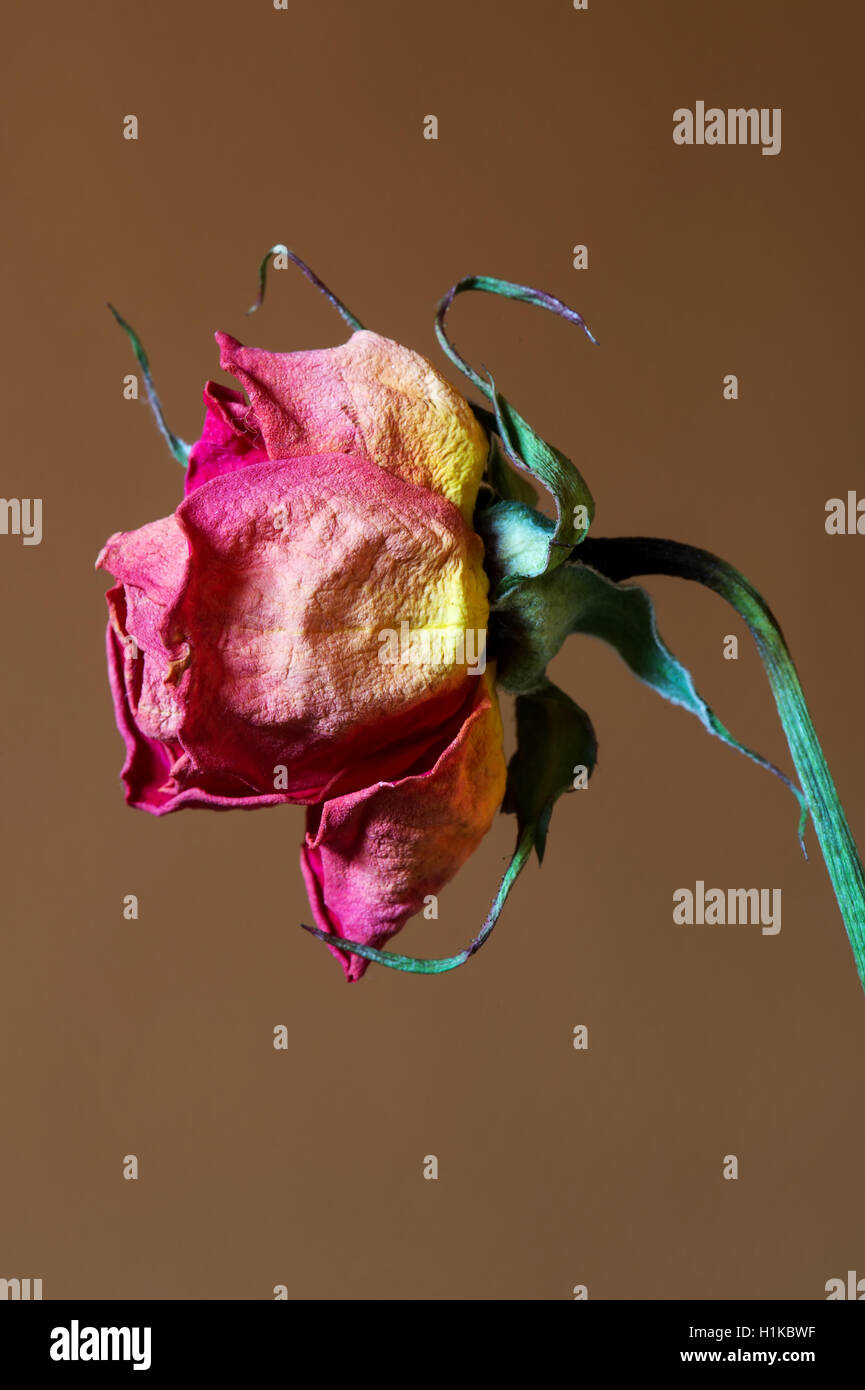 Wilted rose hires stock photography and images Alamy