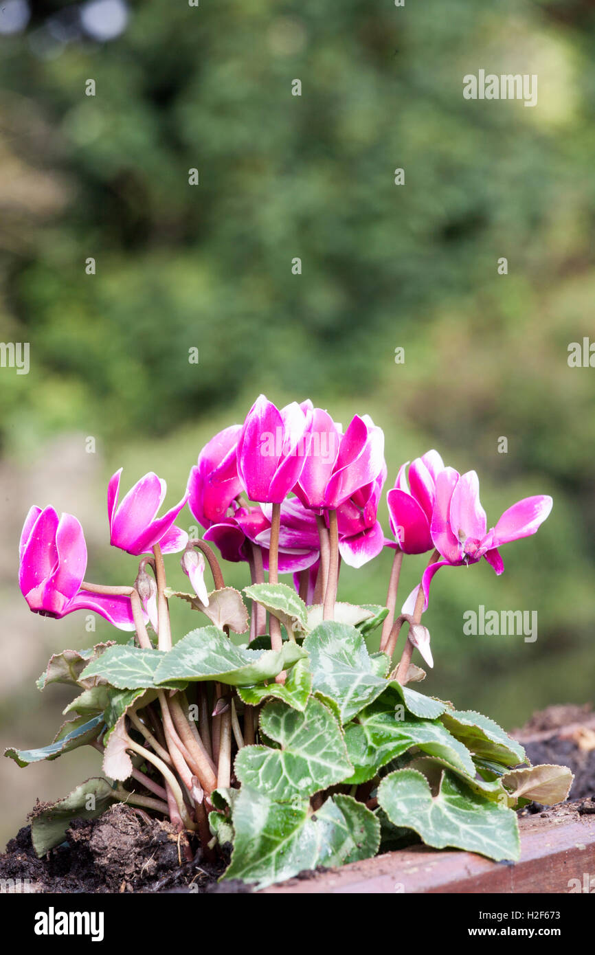 Cyclamen leaf hires stock photography and images Alamy