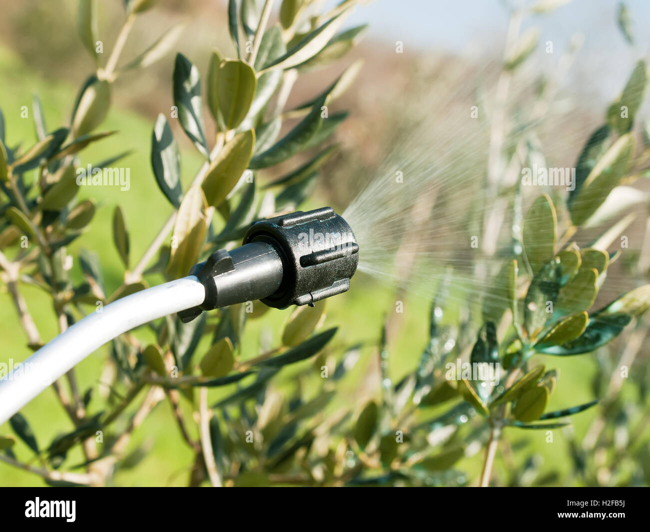 Spraying olive tree Stock Photo Alamy