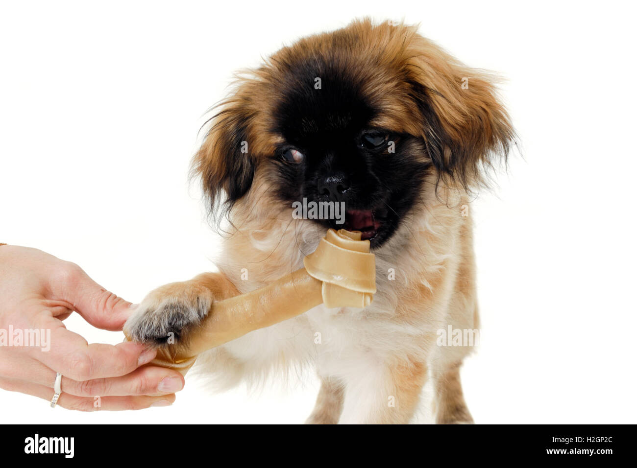 Dog eating bone Stock Photo Alamy