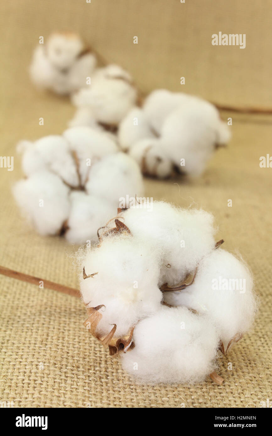Cotton Stock Photo Alamy