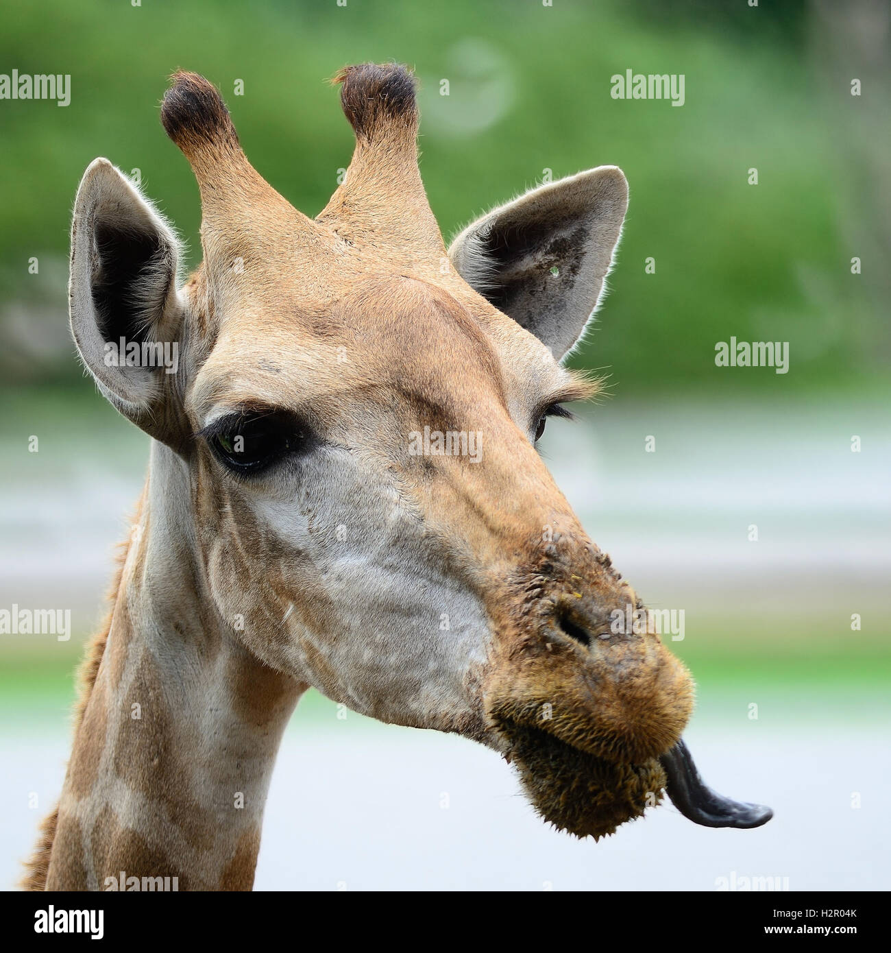 Giraffe Nose High Resolution Stock Photography and Images Alamy