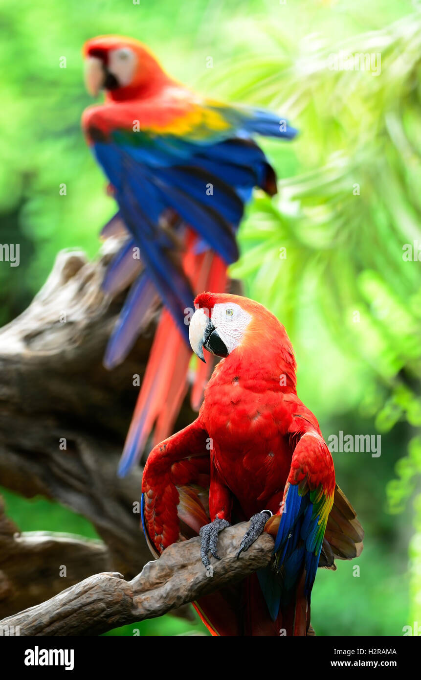 Red scarlet macaw hires stock photography and images Alamy
