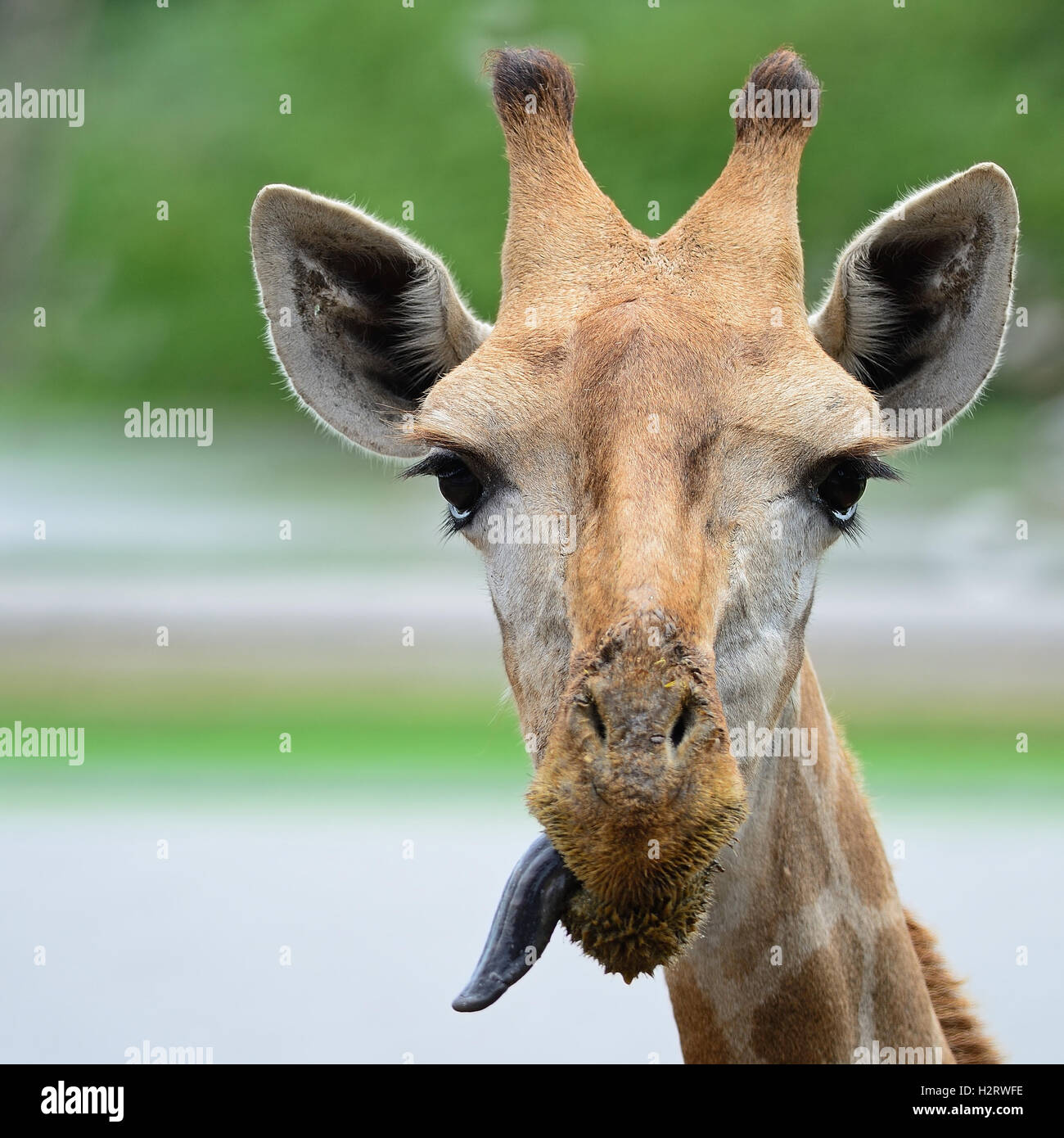 Giraffe Nose High Resolution Stock Photography and Images Alamy