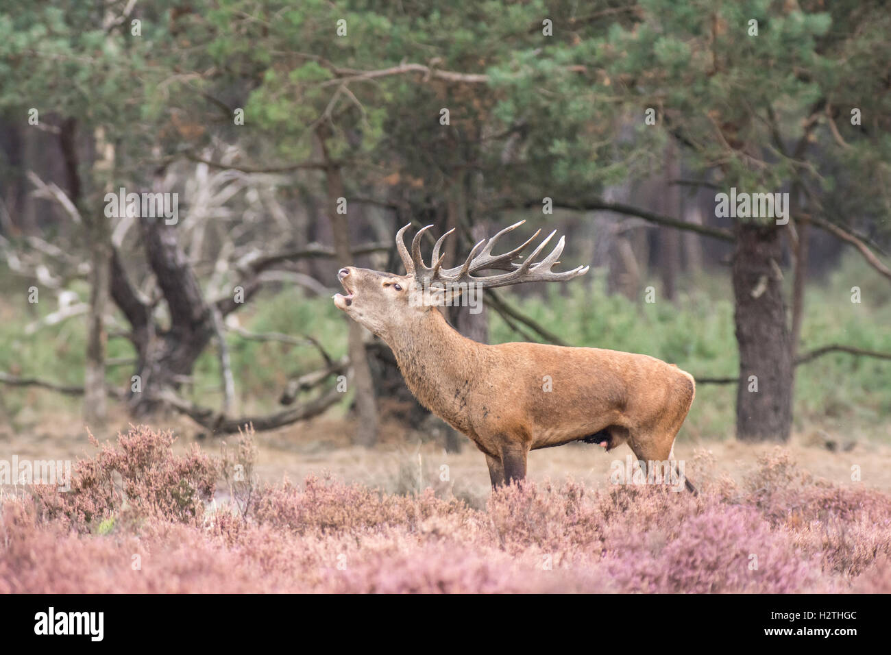 A red deer Stock Photo Alamy