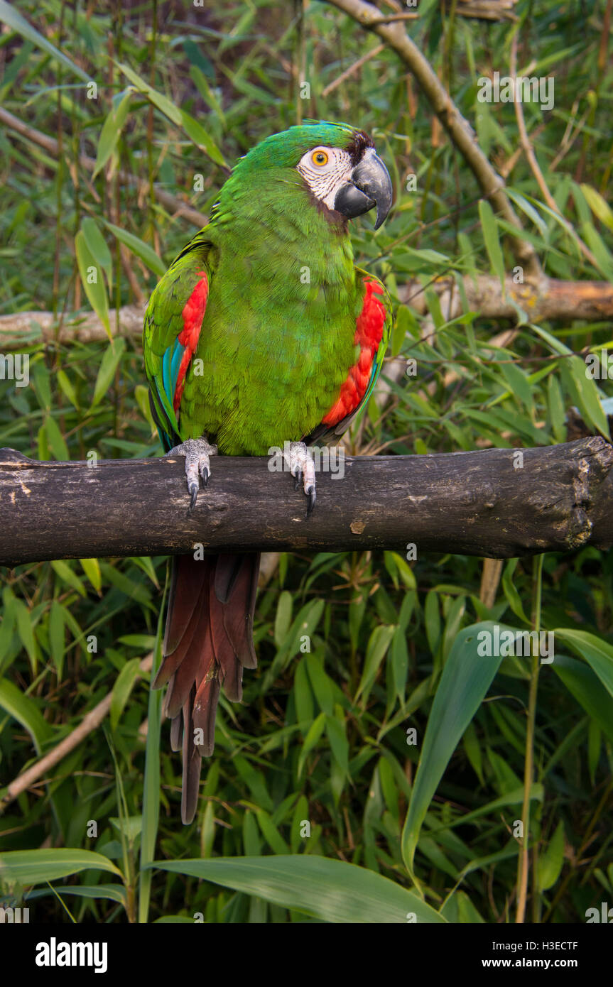 Ginger Footed Parrot Stock Photo Alamy