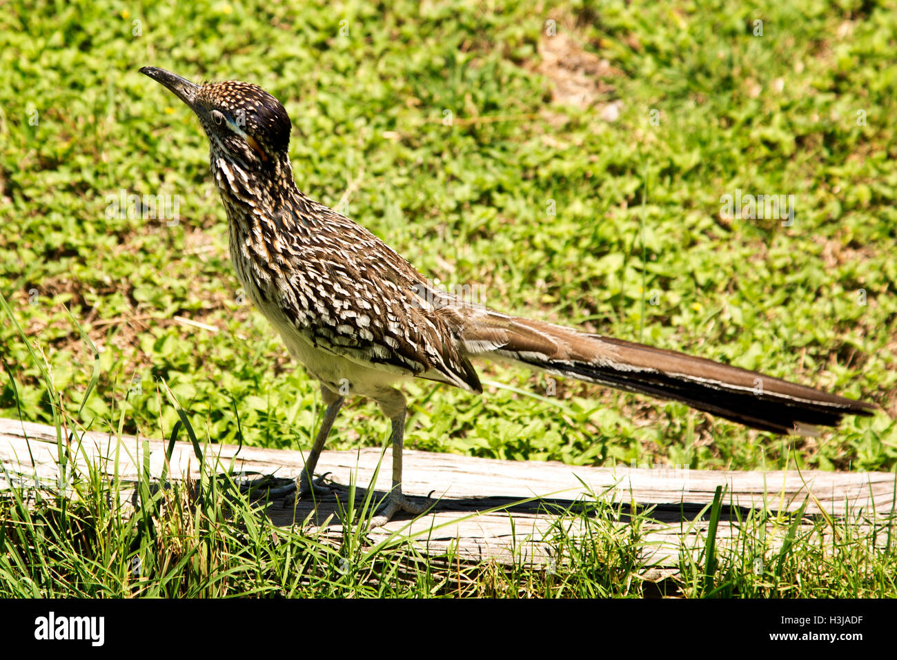 Texas roadrunner hires stock photography and images Alamy