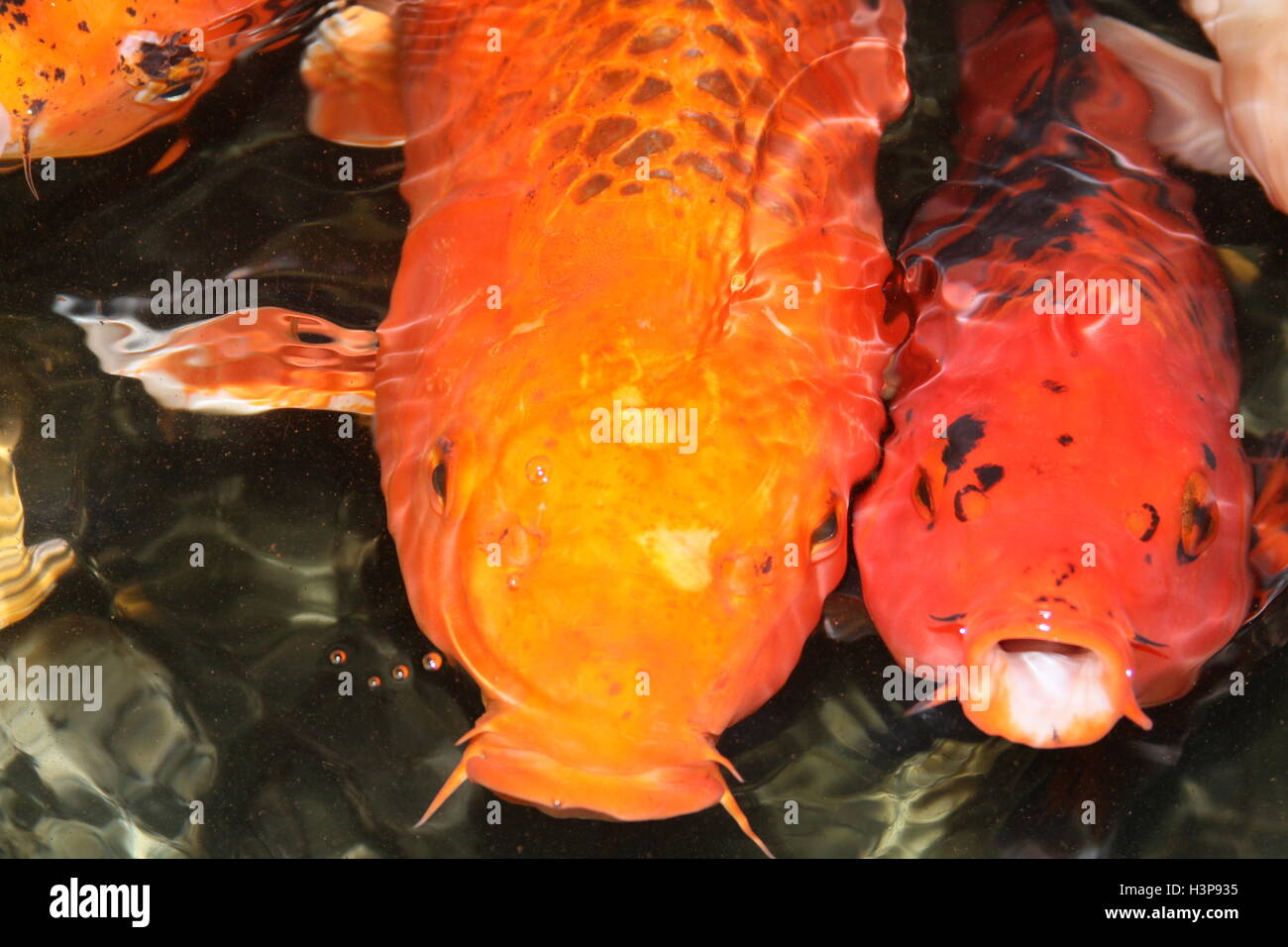 Yellow koi hires stock photography and images Alamy