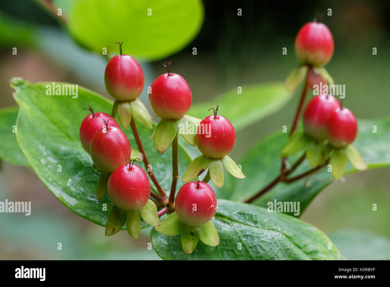 Hypericum red berries or fruit Stock Photo Alamy