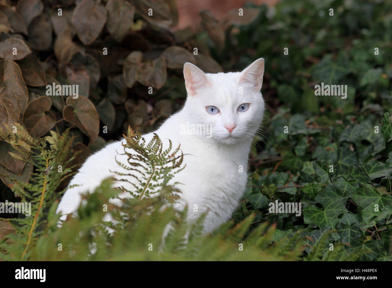 Cat, sit, outside Stock Photo Alamy