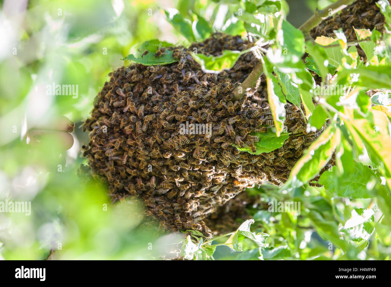 Nectar bee swarm hires stock photography and images Alamy