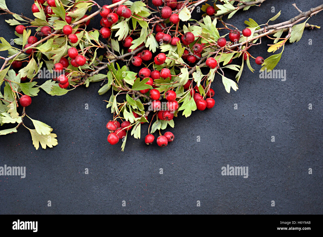 Common hackberry hires stock photography and images Alamy